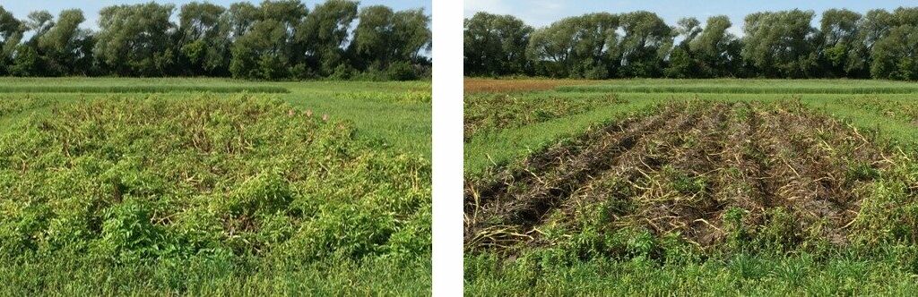 Miravis efficacy on early blight vs. untreated