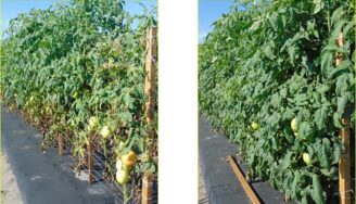 Untreated_Prime tomatoes(1)