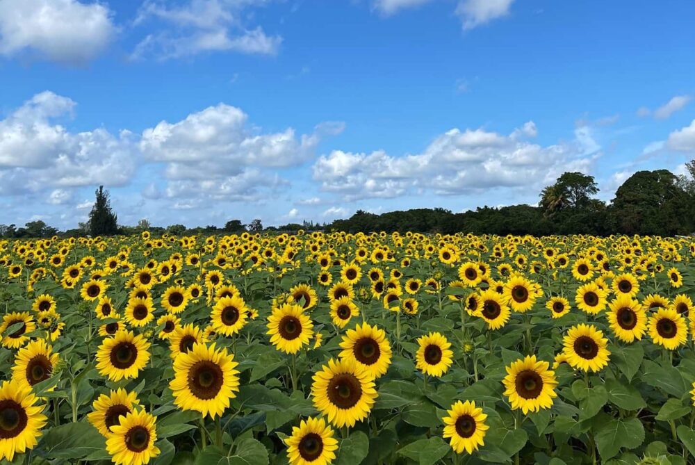 the-berry-farms-sunflower-field